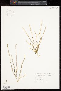 Cladosiphon vermicularis image