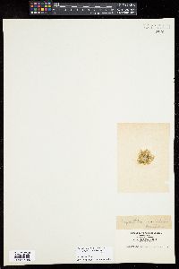 Chondracanthus acicularis image