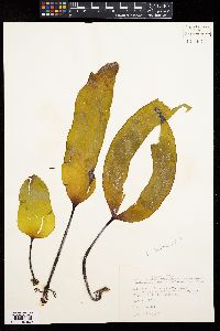 Laminaria setchellii image