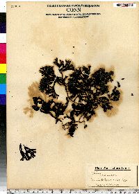 Gelidium versicolor image