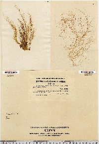 Dictyosiphon foeniculaceus var. americanus image