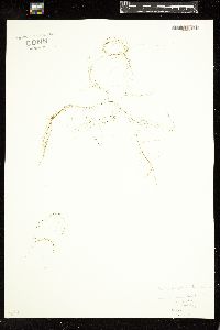 Dictyosiphon chordaria image
