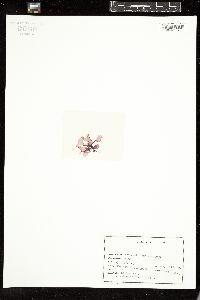 Porphyra suborbiculata image