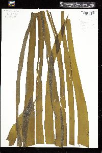 Laminaria digitata image