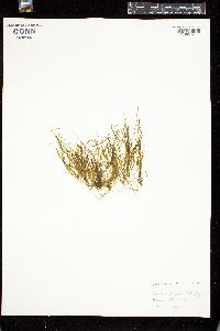 Petalonia filiformis image
