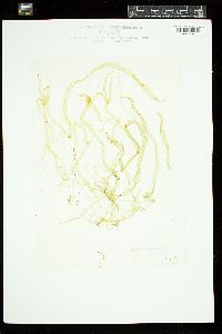 Ulva intestinalis image