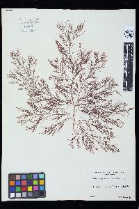 Cystoclonium purpureum image