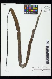 Laminaria sinclairii image