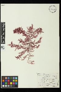 Pleonosporium vancouverianum image