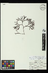 Mastocarpus agardhii image