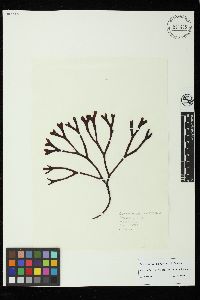 Gymnogongrus platyphyllus image