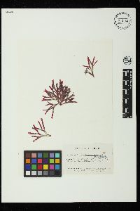 Rhodymenia californica image