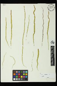 Scytosiphon lomentaria image