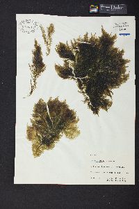 Bryopsis gemellipara image