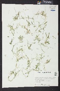 Caulerpa microphysa image