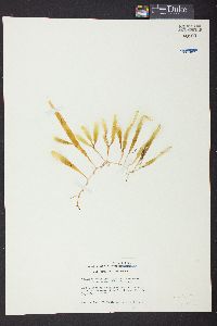 Caulerpa prolifera f. zosterifolia image