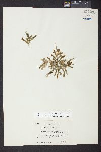 Caulerpa racemosa image