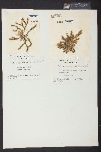Caulerpa racemosa var. occidentalis image