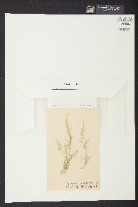 Cladophora cristata image