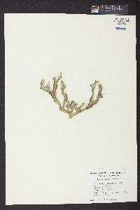 Codium carolinianum image