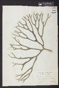 Codium decorticatum image