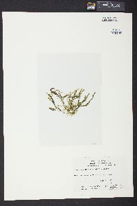 Caulerpa taxifolia image