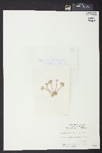 Chamaedoris peniculum image