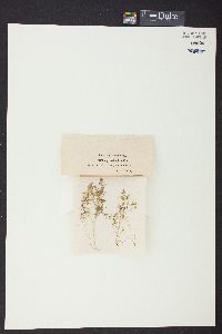 Nitella gracilis image