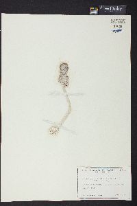 Penicillus capitatus f. elongatus image