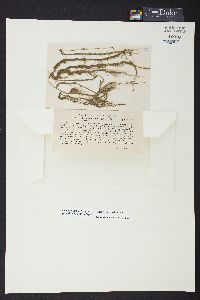 Oedogonium wolleanum f. insigne image