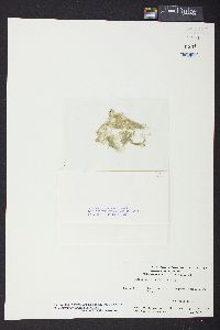 Rhizoclonium africanum image