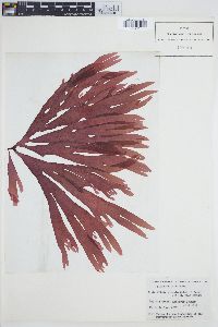 Callophyllis pinnata image