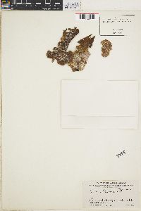 Lobophora papenfussii image