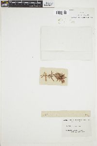 Gelidium coreanum image