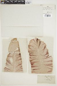 Porphyra laciniata image