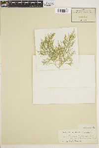 Image of Champia ceylanica