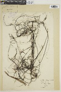 Chiracanthia arborea image
