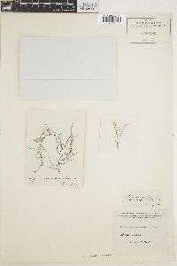 Polysiphonia dasiiformis image