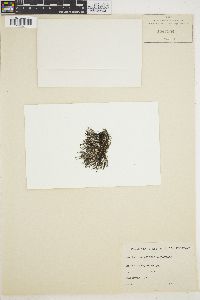 Polysiphonia pennata image