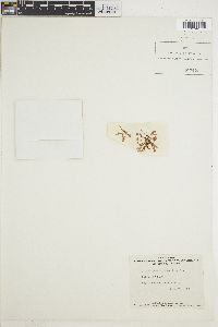 Pterosiphonia parasitica image