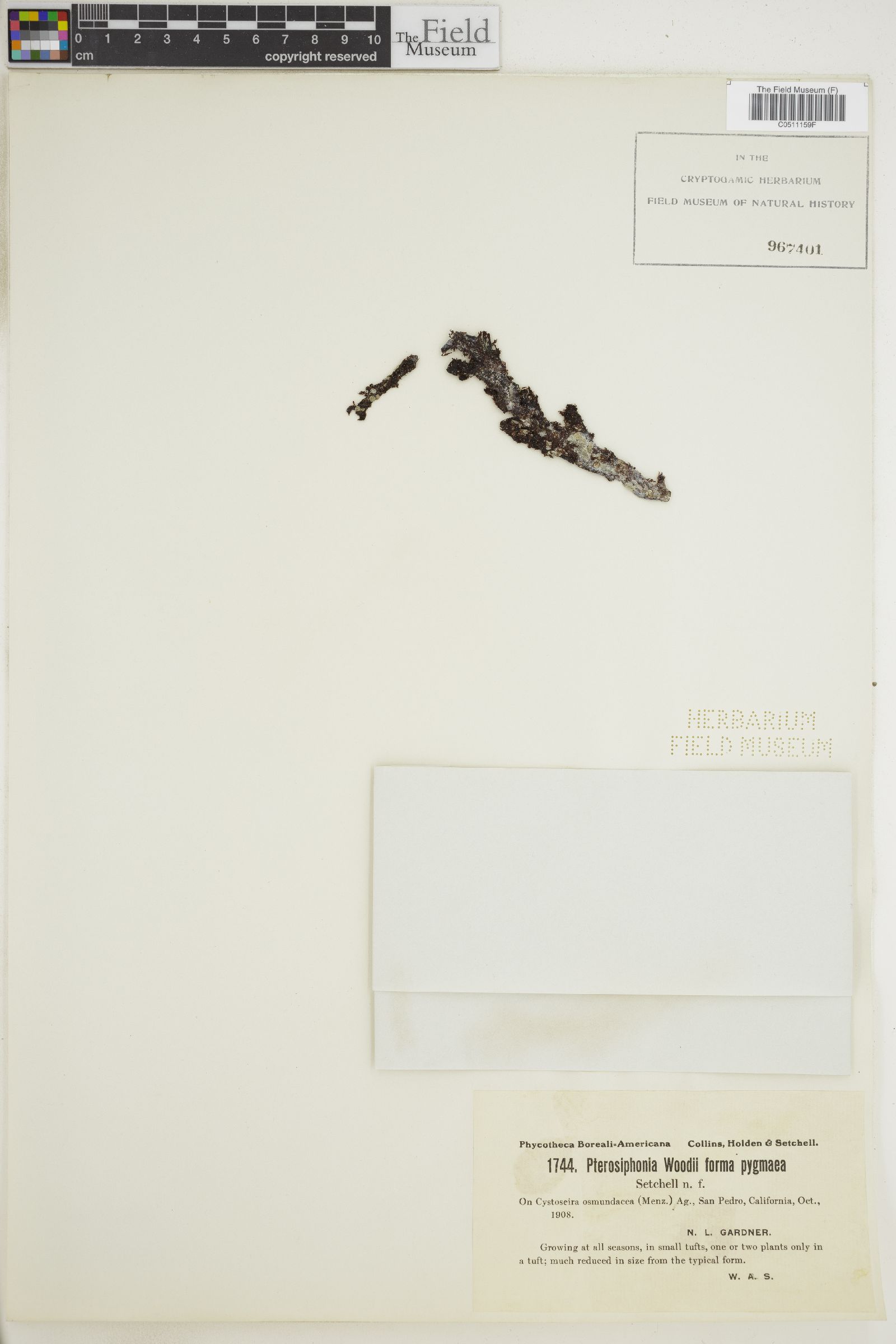 Pterochondria woodii var. pygmaea image