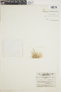 Herposiphonia pecten-veneris image