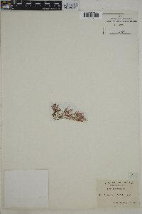 Laurencia paniculata image