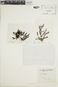 Polysiphonia baileyi image