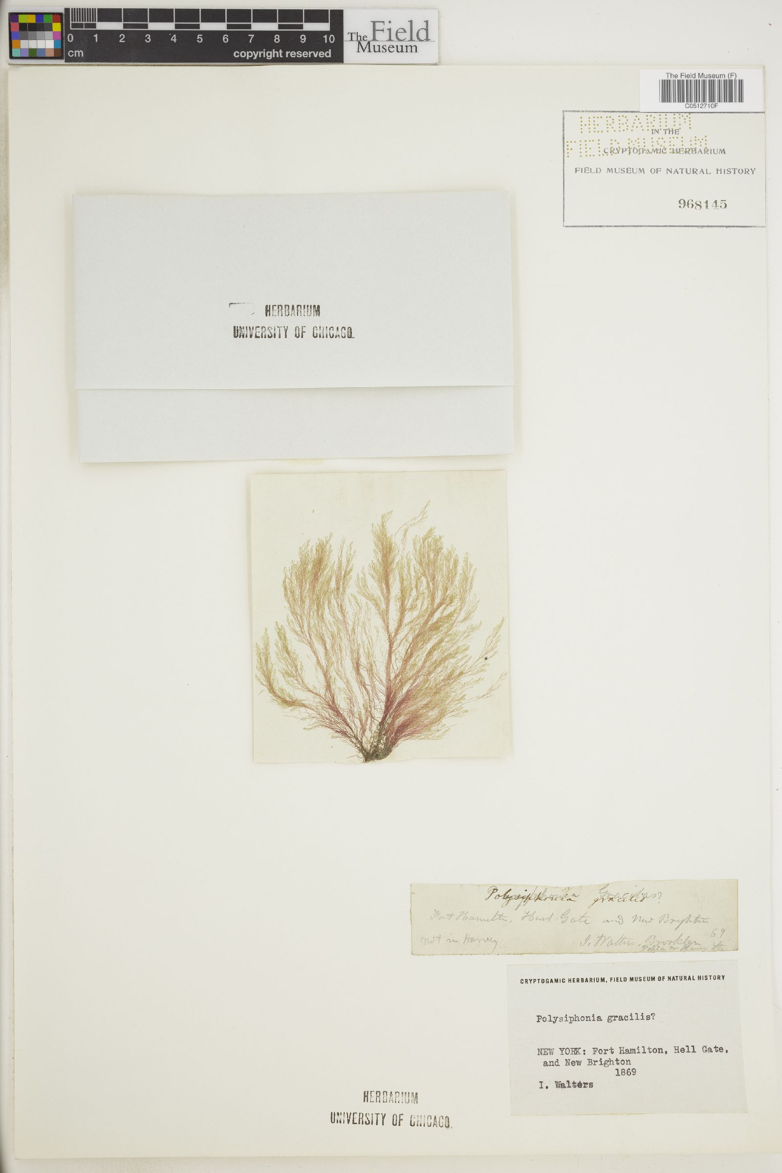 Polysiphonia gracilis image