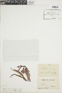 Grateloupia cuneifolia image