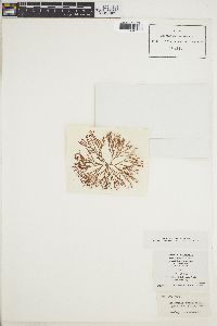 Halymenia furcellata image