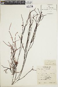 Prionitis lanceolata image