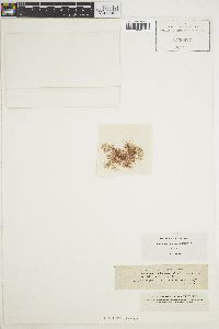 Ceramium radiculosum image