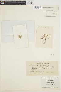 Griffithsia opuntioides image
